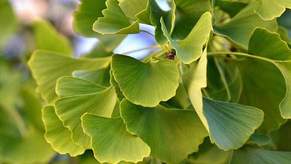 Ginkgo Biloba Insunol-en