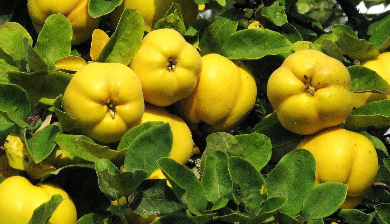 Quince hostoak diabetesa terapia herrikoian erabiltzen dira